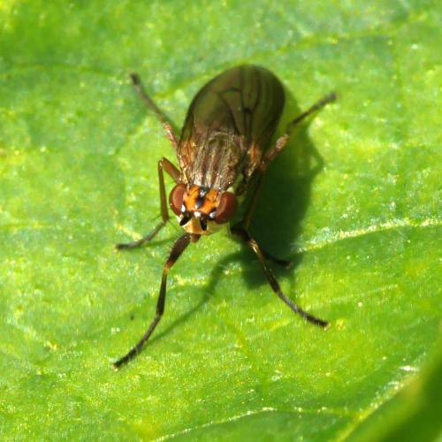 Réf. 295 110 : Pherbellia cinerella